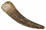 Fossil Plesiosaur (Zarafasaura) Tooth - Morocco #344216-1